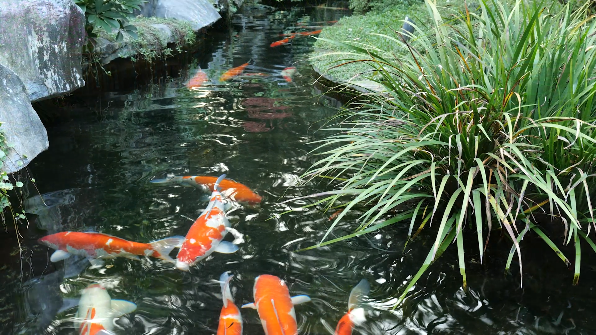 Say Goodbye to Turbidity Keep Your Fish Pond Clear and Refreshing