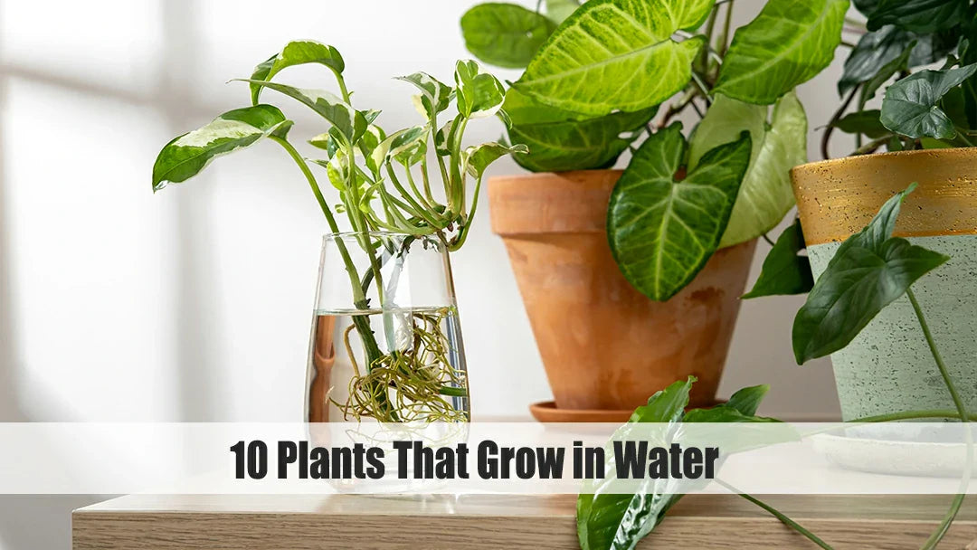 10 plants that grow in water