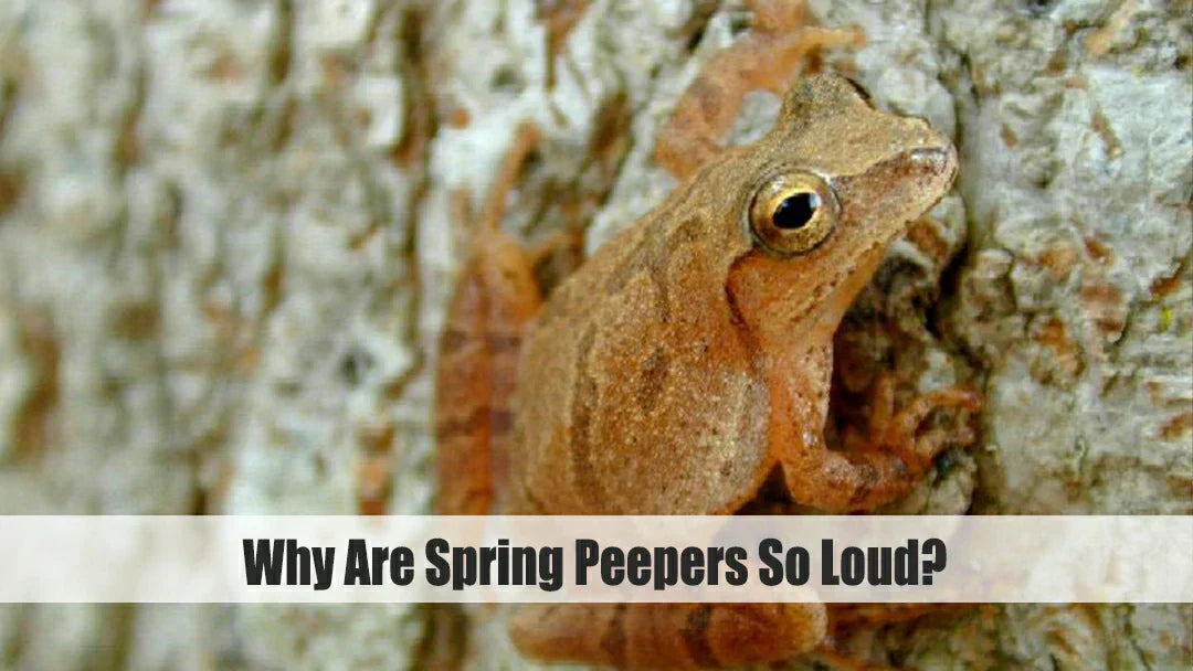 why are spring peepers so loud