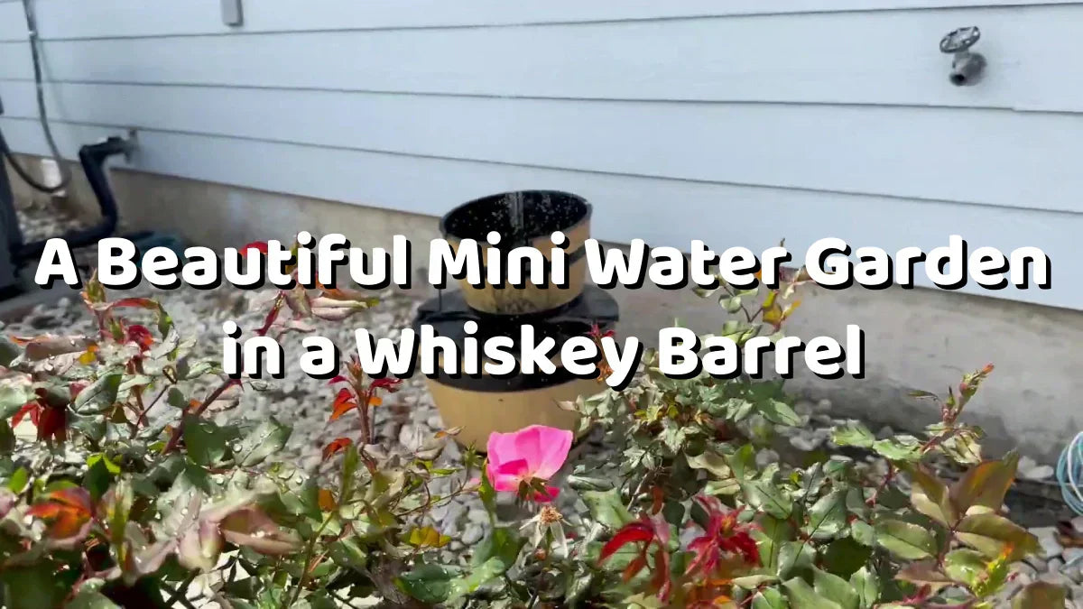 A Beautiful Mini Water Garden in a Whiskey Barrel