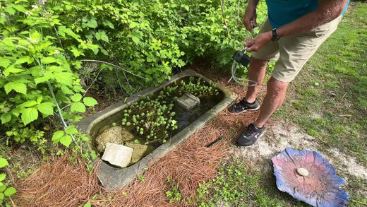 Aquatic Plants Can Improve Your Life in This Way!