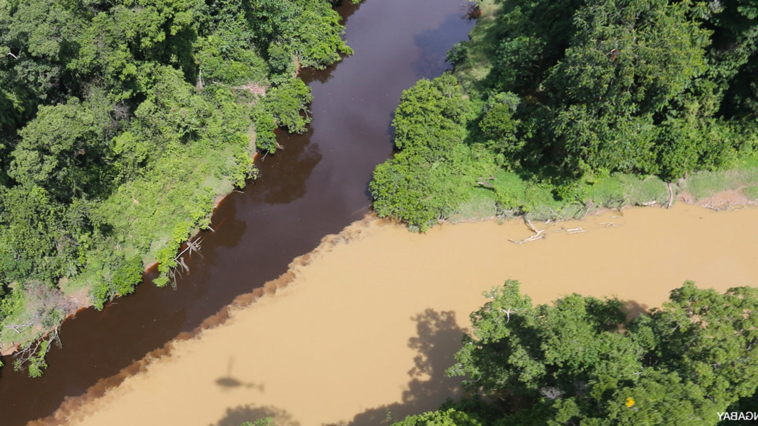 Are There Ponds in the Tropical Rainforest? Discover Their Role