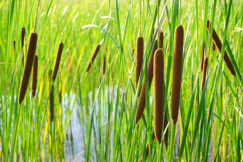 Top Tall Pond Plants to Elevate Your Water Garden’s Style