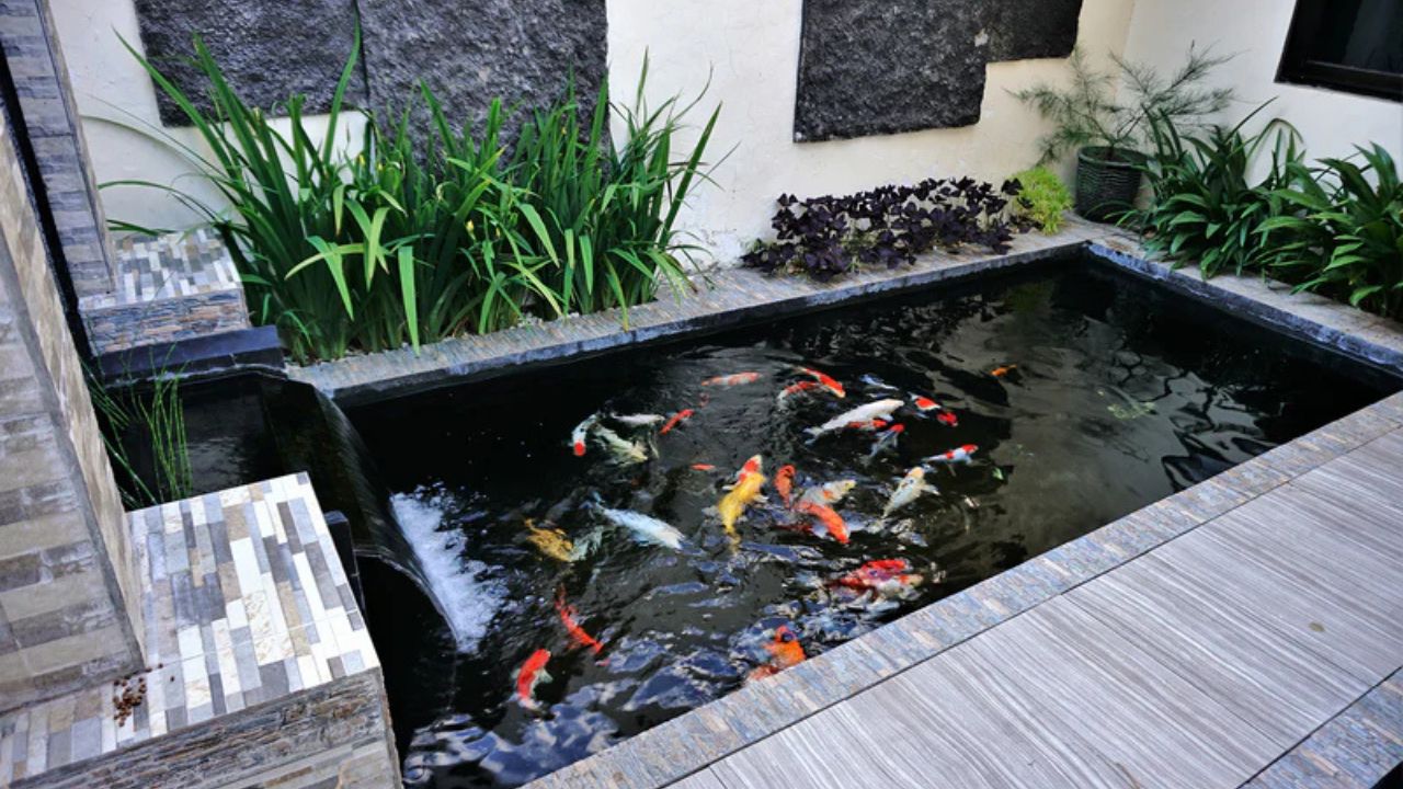 Can Fish Stay In a Pond Without a Pump?