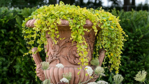 Why You Need Creeping Jenny in Your Pond