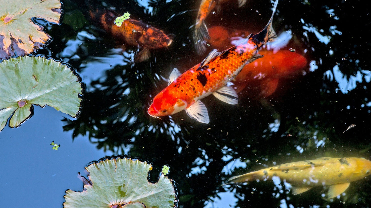 Decorative Pond Fish NYT