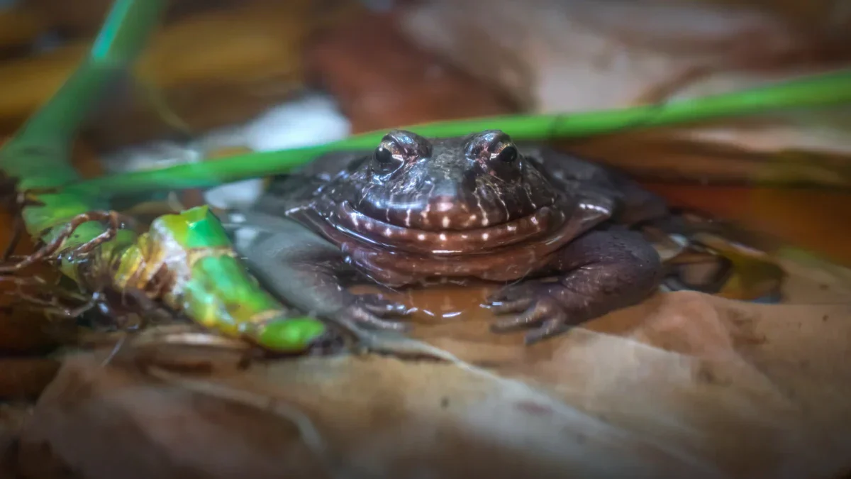 Do Bullfrogs Eat Pond Fish