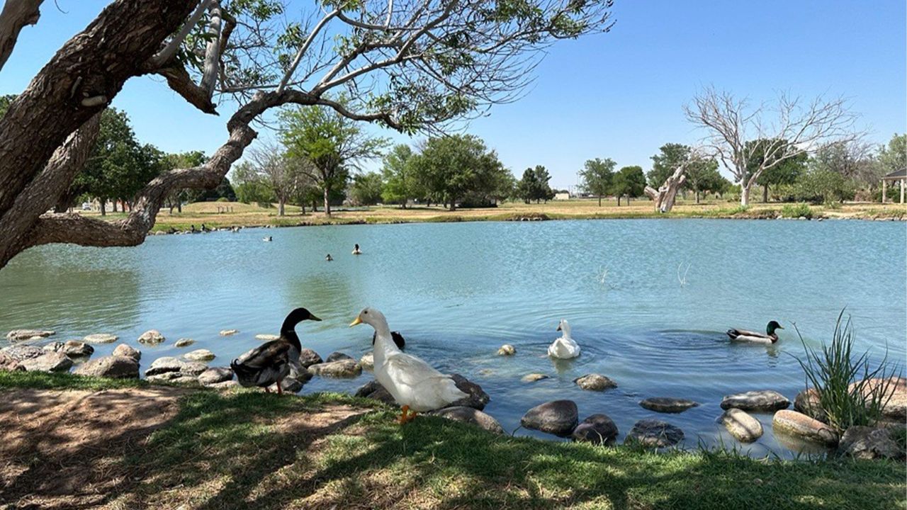 Duck Pond Site: Create and Maintain Your Backyard Retreat