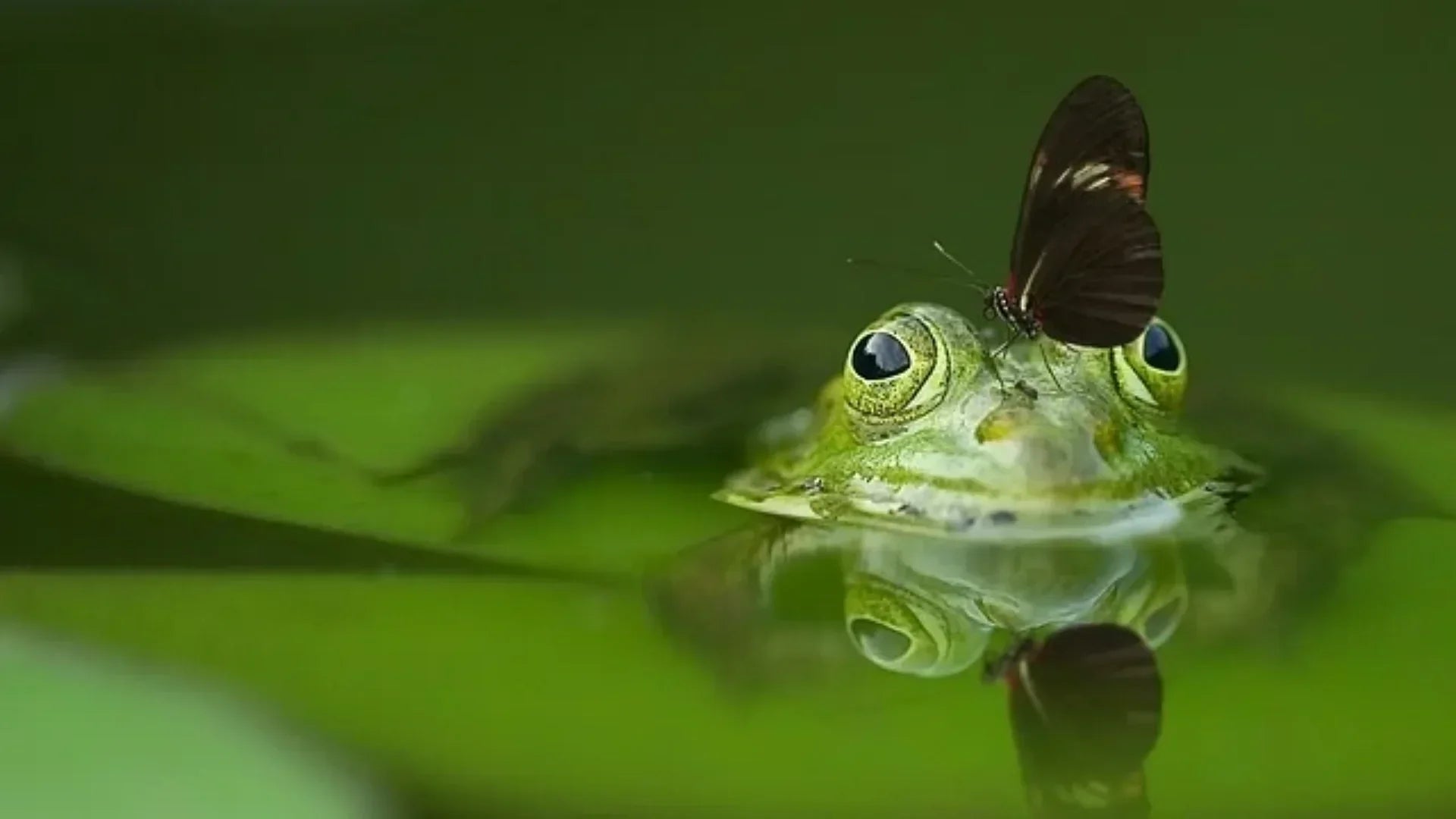 Example of Commensalism in a Pond