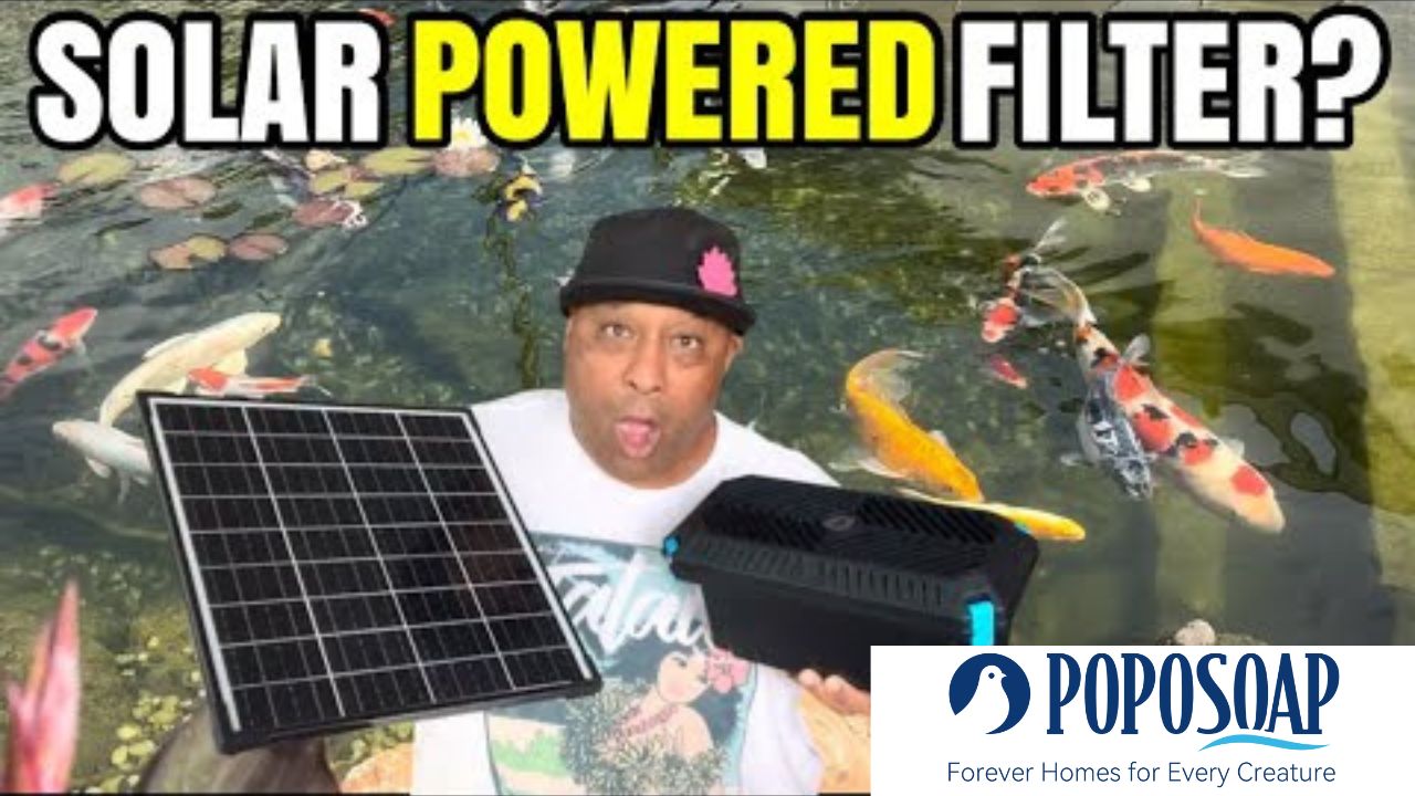 Fish Pond Filter: Essential Maintenance for Healthy Fish and Water Quality