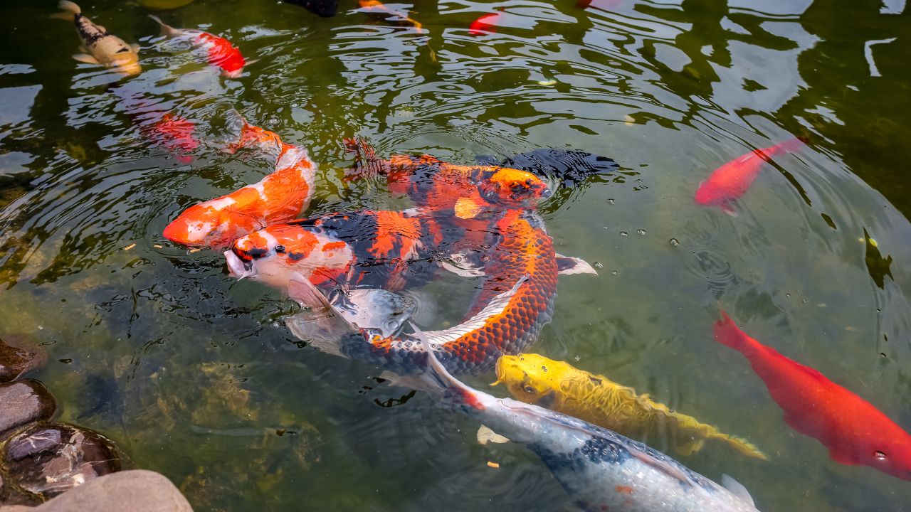 How Fast Do Koi Fish Grow? Full Growth Timeline & Influencing Factors