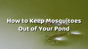 How to Keep Mosquitoes Out of Your Pond