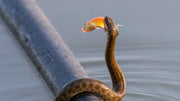 How to Keep Snakes Out of Your Pond: Tips for Protecting Fish