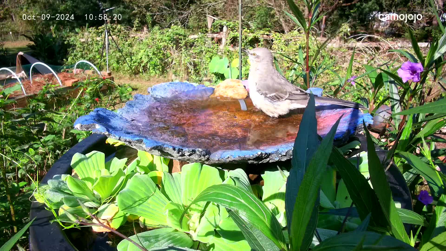 Five Creative Ways to Play Make Your Bird Bath More Appealing