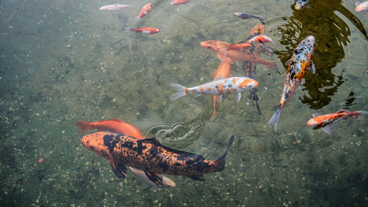 Koi-Goldfish Hybrids: Can They Breed \u0026 Should You Keep Them?, image size:1280x720