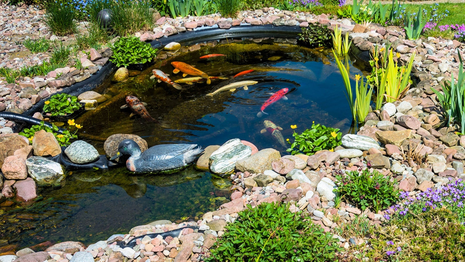 Limnetic Zone of a Pond: What It Is and Why It’s Important