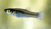 Mosquito Fish: Helpful Solution or Harmful Invader?