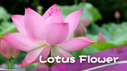Understanding the Symbolism of the Lotus Flower Across Cultures