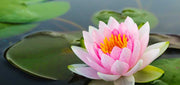 Pond Flowers: Top Choices to Beautify Your Water Garden