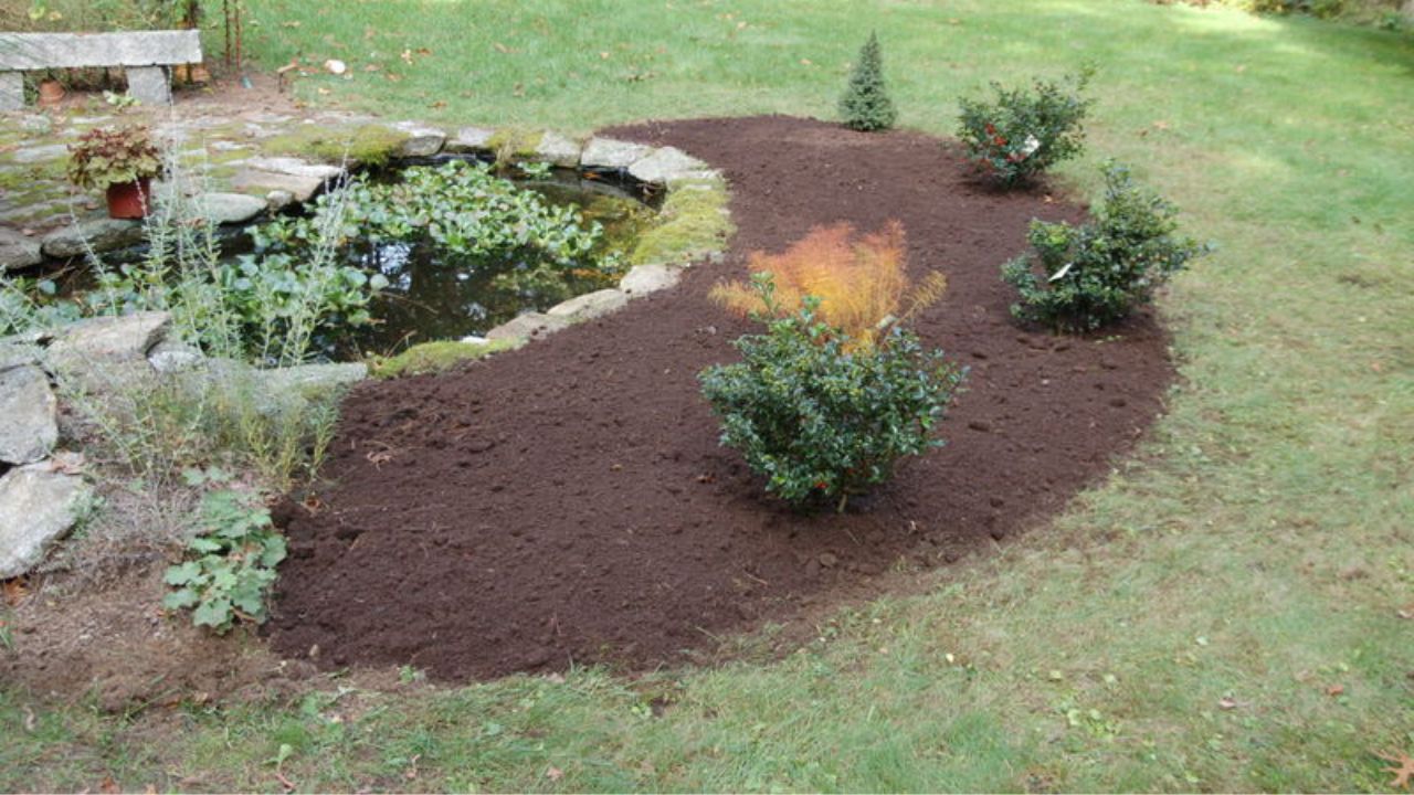 Pond Bed