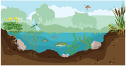 What Pond Water Animal Is a 1st Consumer? Exploring the Food Web