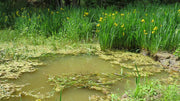 Pond Grass