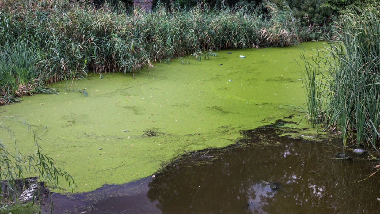 Pond Scum: Causes, Solutions, and Tips for a Clear Pond