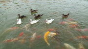 Exploring Native Pond Life in Your Backyard Ecosystem