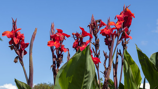 Red Leaved Canna