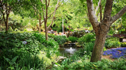 Shade-Loving Ponds