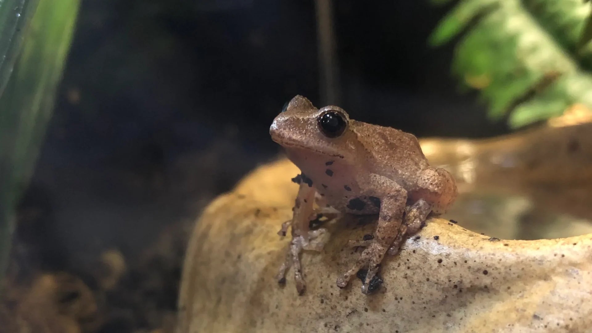 How Far Do Spring Peepers Hibernate from Ponds? Learn the Facts