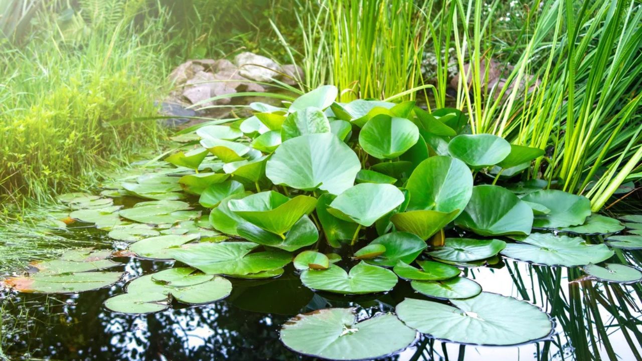 Taro Plant Underwater: A Guide to Growing Colocasia in Your Pond, image size:1280x720