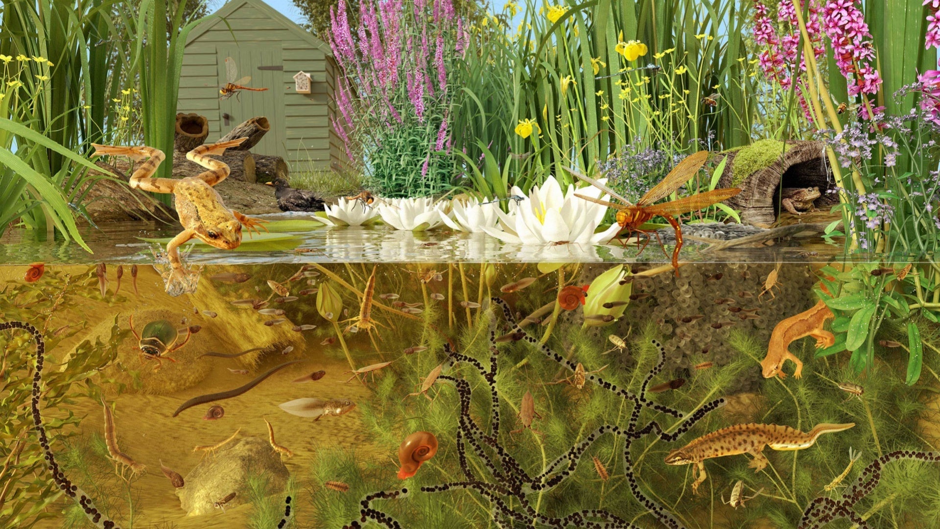 Understanding Mutualism in Ponds