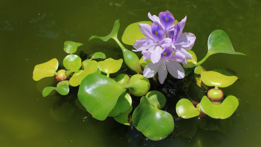 How to Care for Water Hyacinth: A Simple Guide