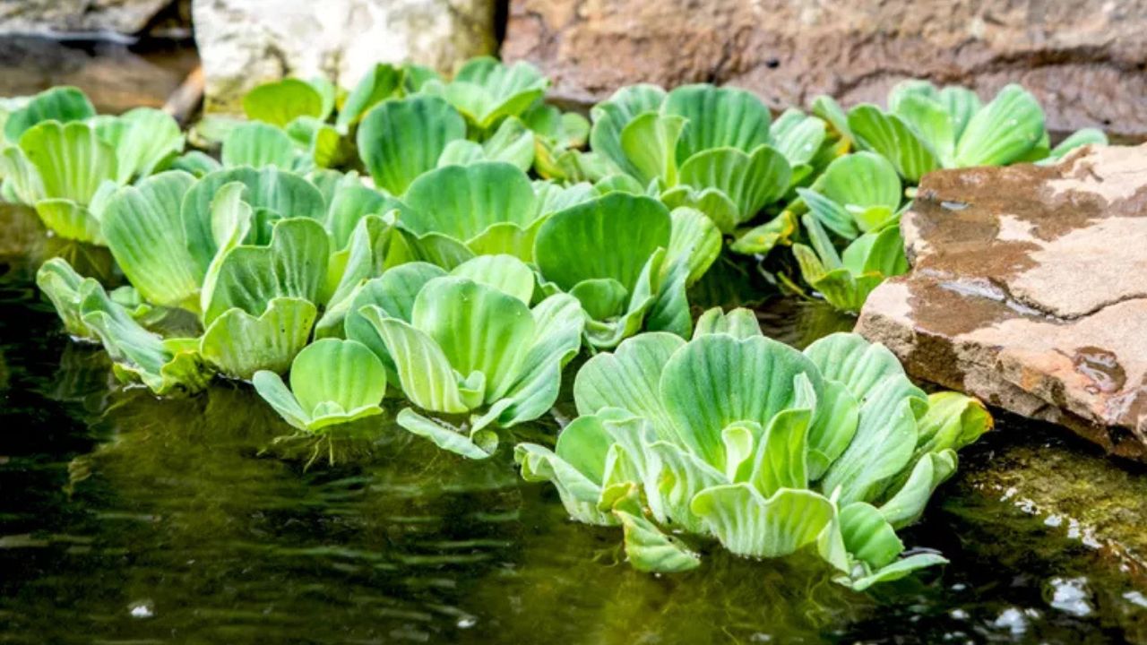 Can Water Lettuce Survive Outdoors During Winter? Tips for Overwintering