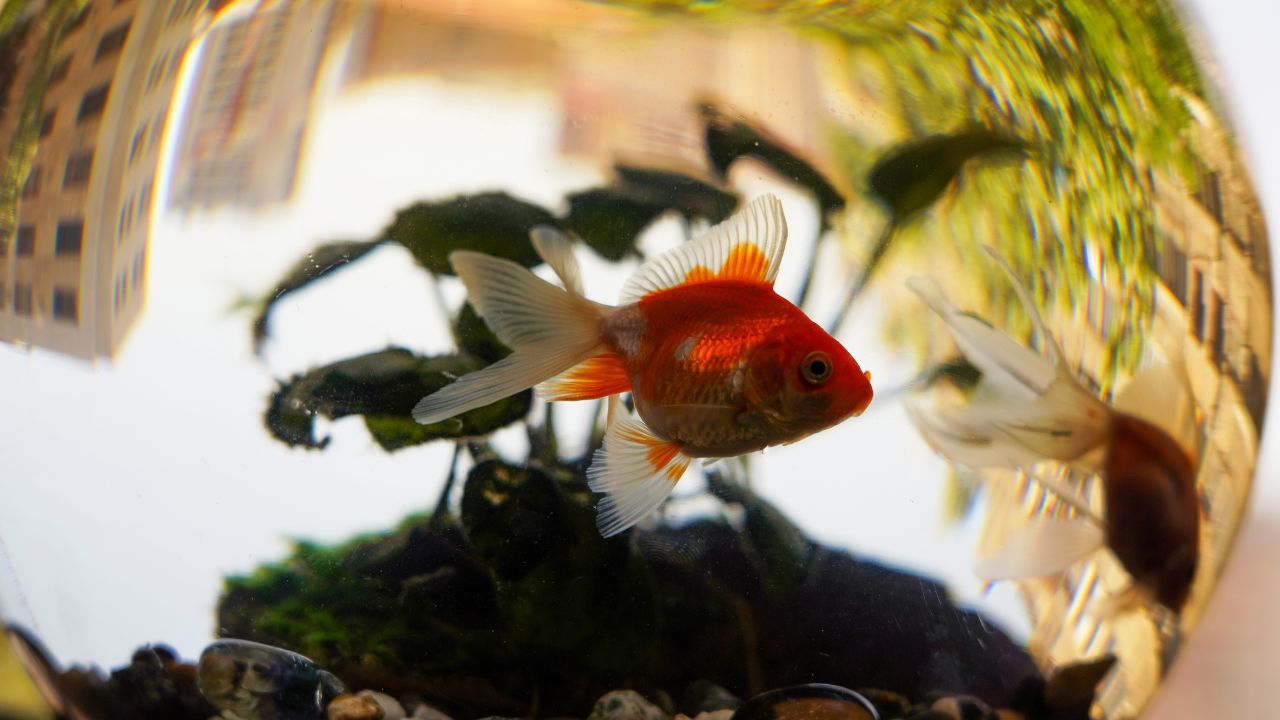 What’s the Average Lifespan of a Goldfish? (And How to Extend It Naturally)