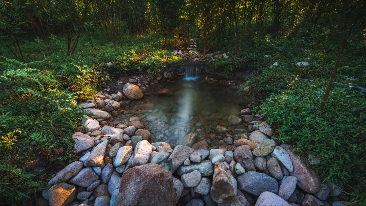 How to Build a Wildlife Pond on a Budget