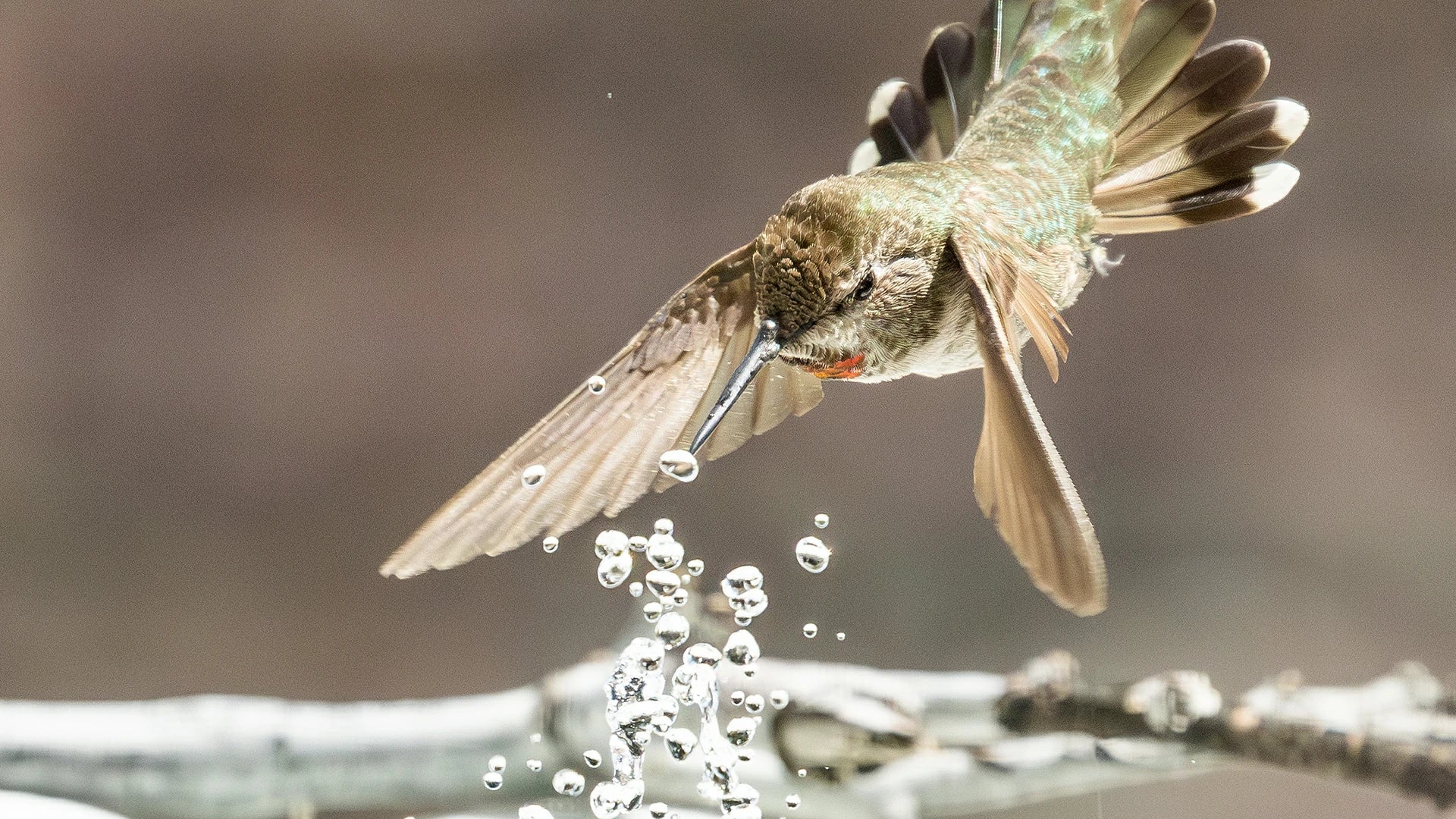 bird watching with poposoap fountains