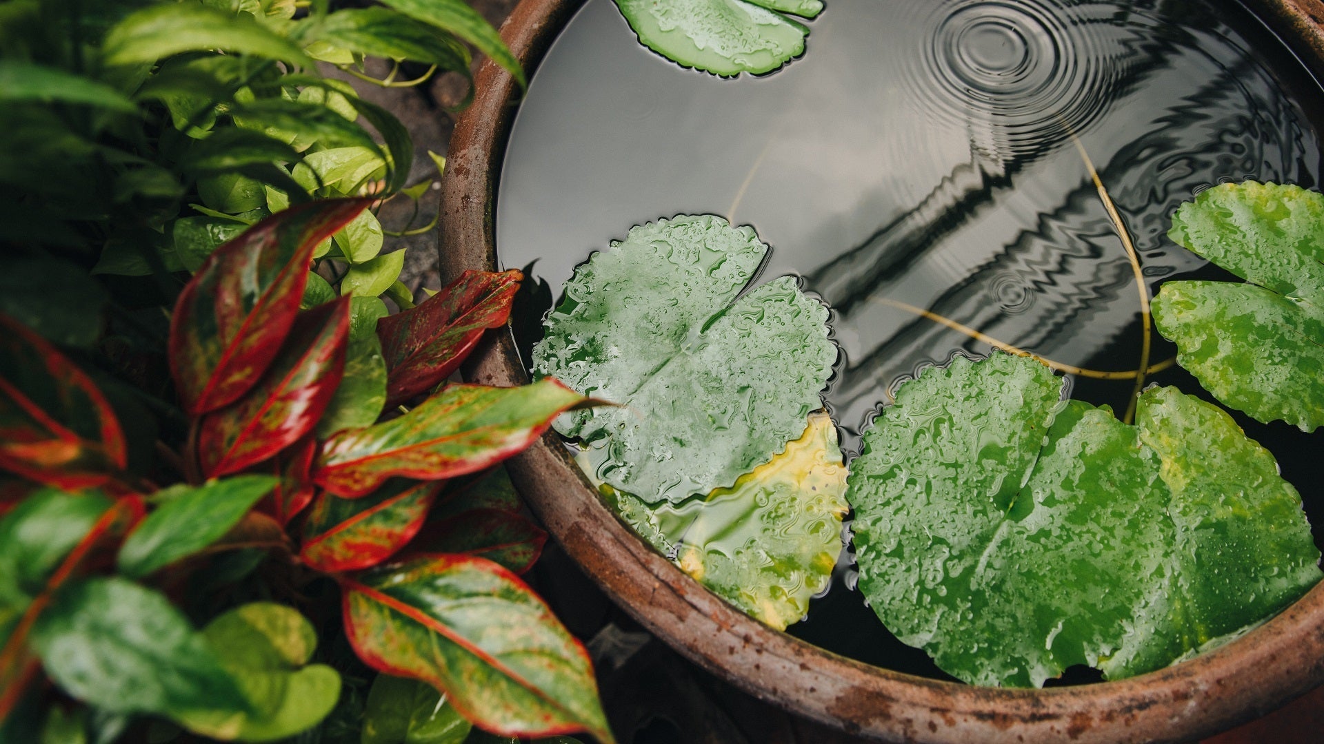 converting barrels into pond planters