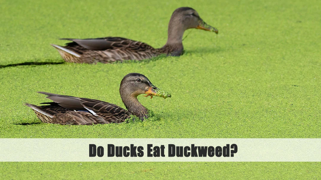 do ducks eat duckweed