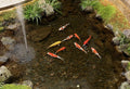 how often to clean fountains filter