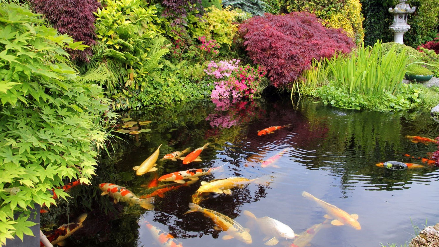 koi carp pond ideas