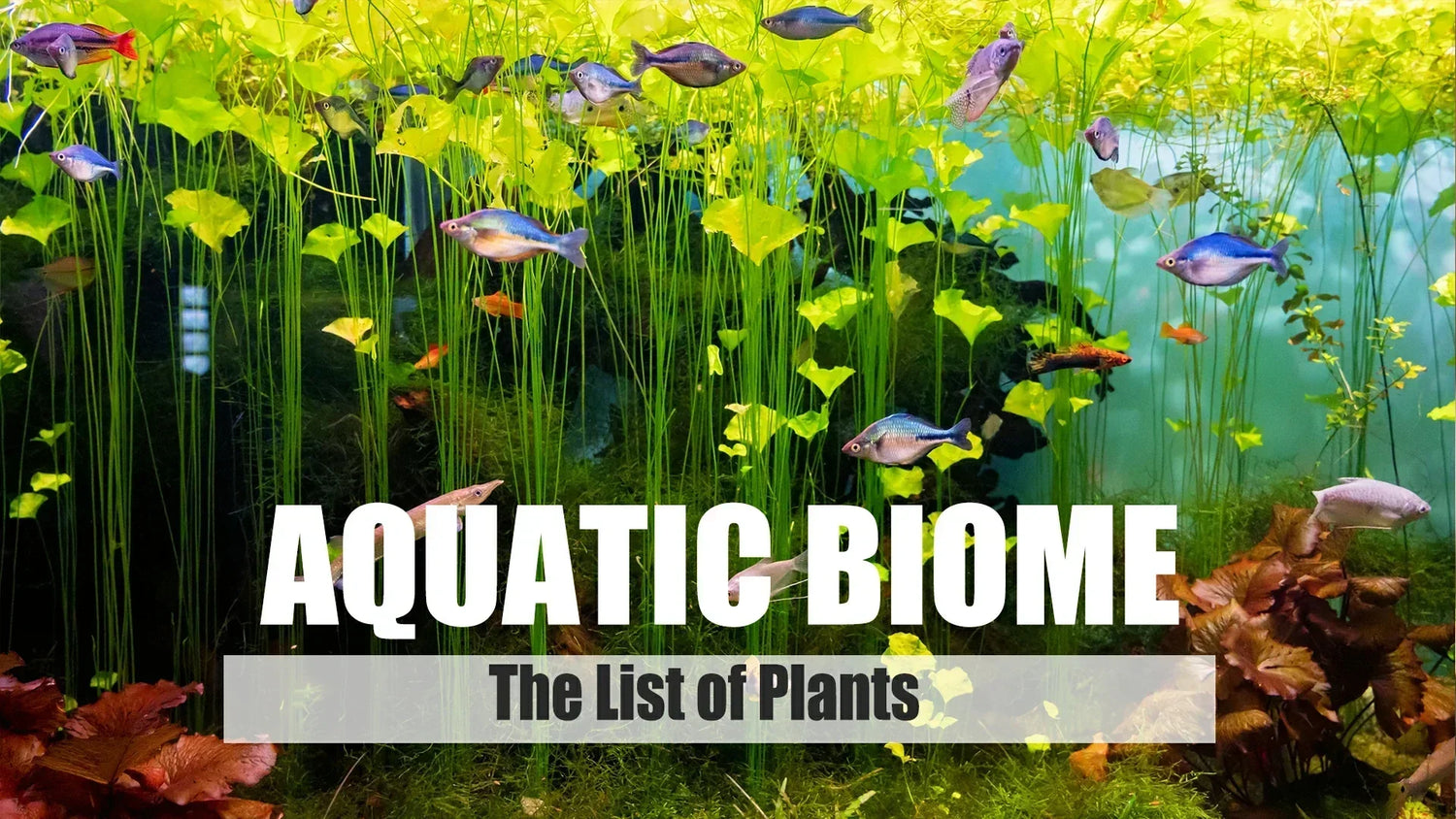 list of plants in the aquatic biome