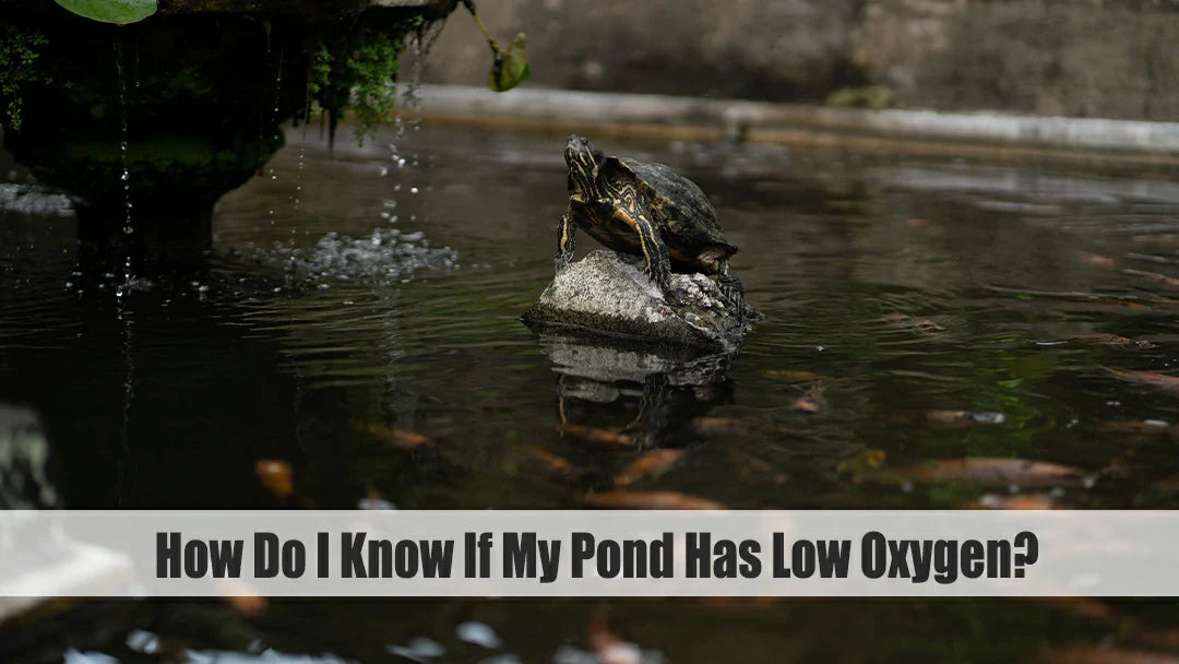 low oxygen in pond