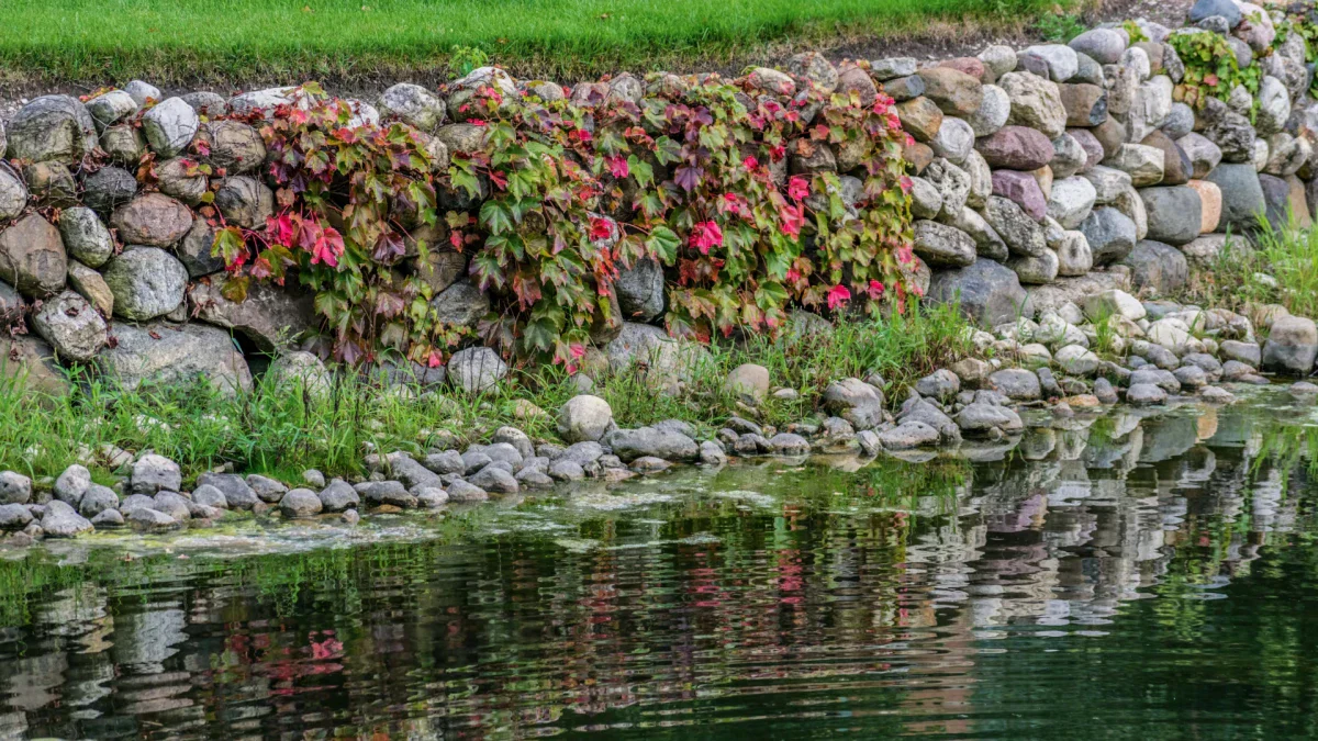 pond for the shimmer