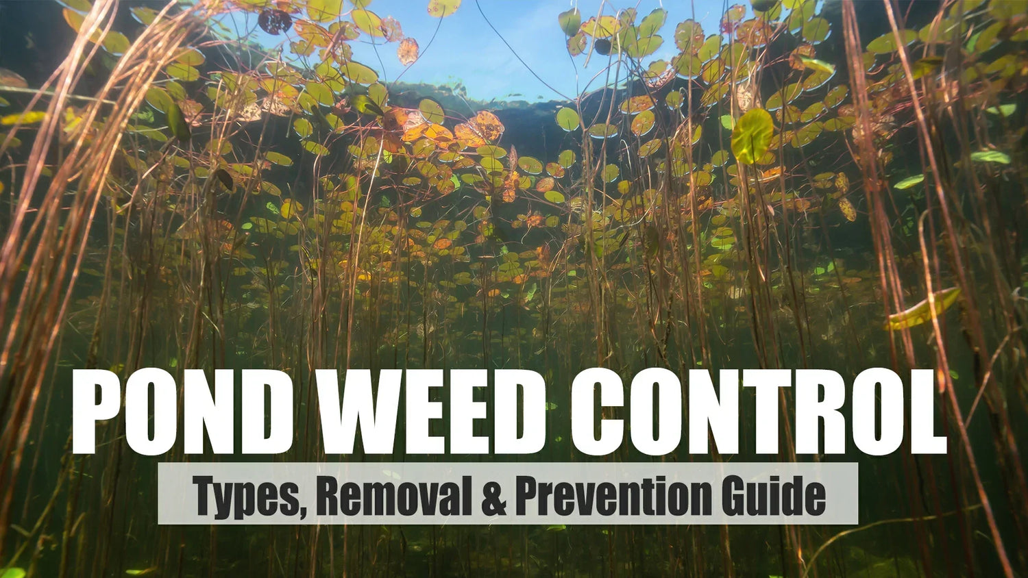 pond weed control types removal prevention guide