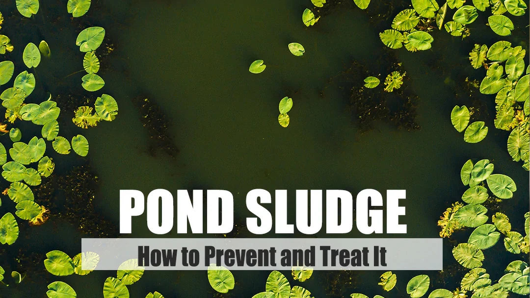 removing sludge from pond