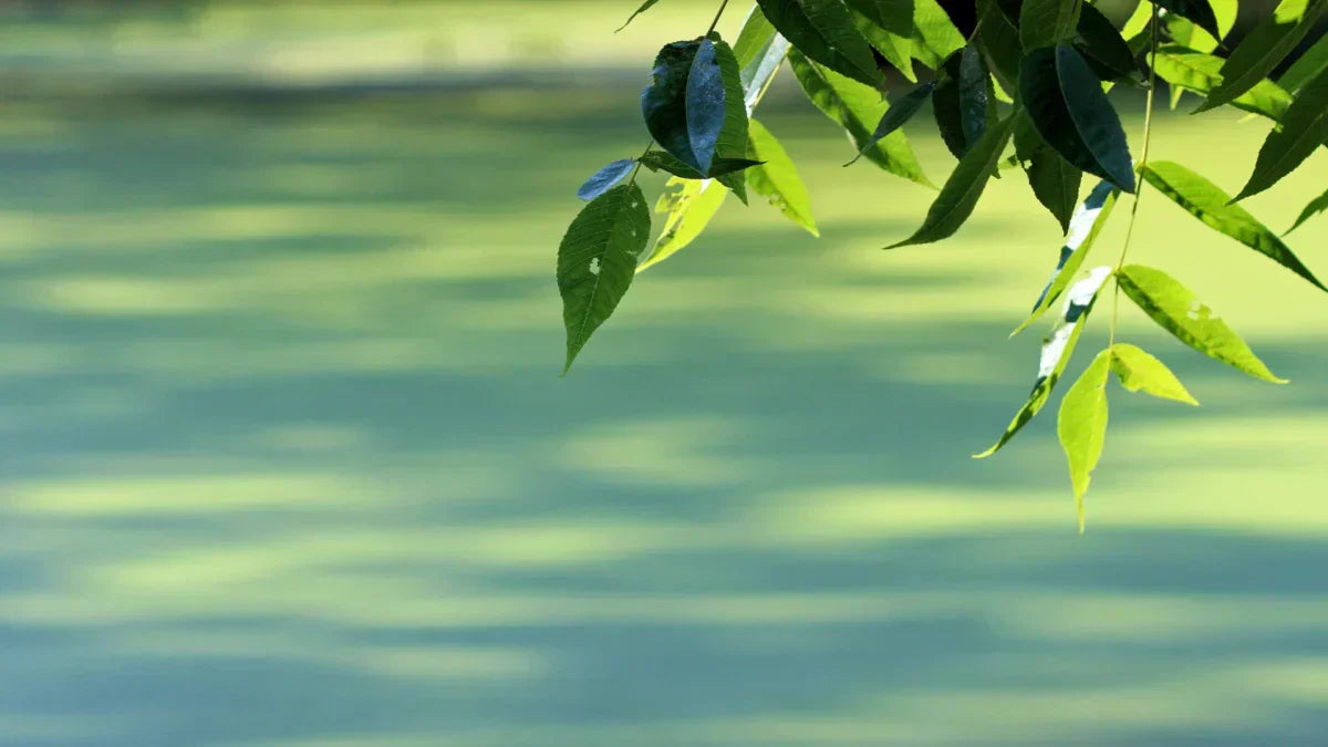 the Perfect Shade for Your Pond