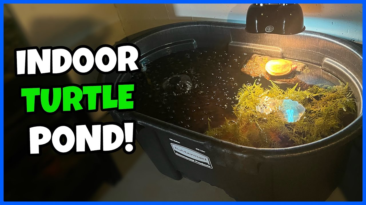 Building a 100-Gallon Turtle Pond: A Wonderful Journey from Concept to Finished Product