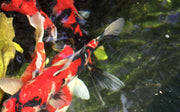Is a Decorative Pond Right for You?